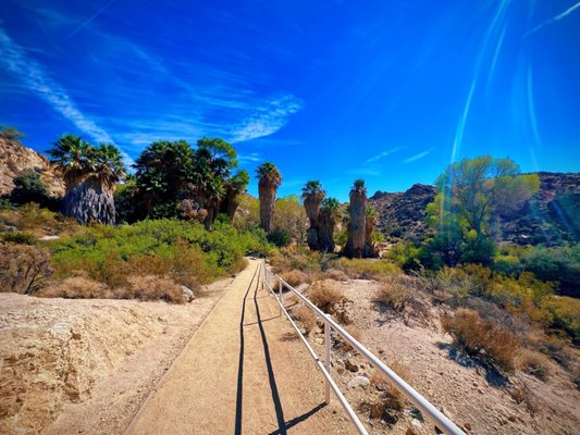Cottonwood Spring by null