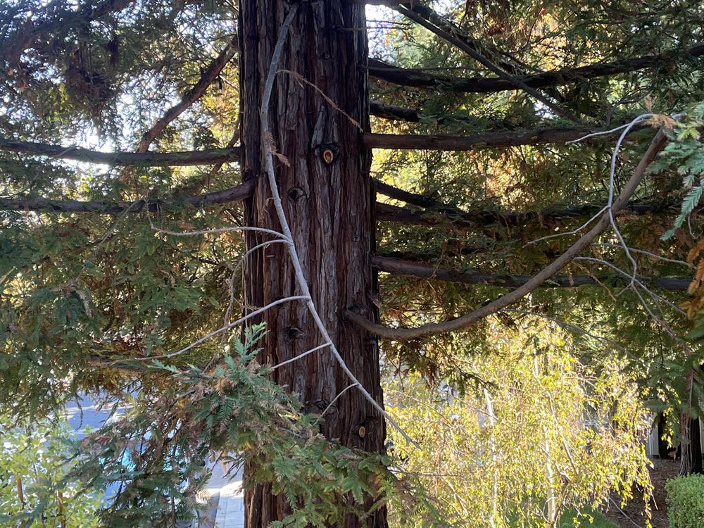 A Plus Tree - tree service in San Jose, CA