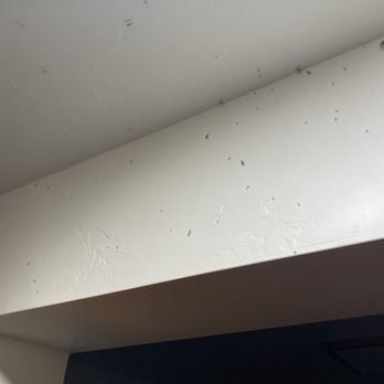 Cascade Lake Inn - Slept with these bugs (and more) after they tried killing majority. Nothing was done right customer service wise to make things right - Hotels Near Me - Cascade, Idaho