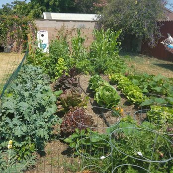 Dave's Organic Gardening - Our first totally organic garden was super bountiful! - Landscaping Near Me - Santa Barbara, California
