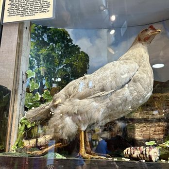 Ye Olde Curiosity Shop - Four legged chicken - Jewelry Near Me - Seattle, Washington