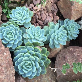 Royal Botanic Garden Edinburgh - I'm a sucker for blue succulents. - Botanical Gardens Near Me - Edinburgh, EDH Royal Botanic Garden Edinburgh - I'm a sucker for blue succulents. - Botanical Gardens Near Me - Edinburgh, EDH