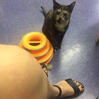 Good Luck Cat Cafe - Pet Services Near Me - Fort Lauderdale, Florida