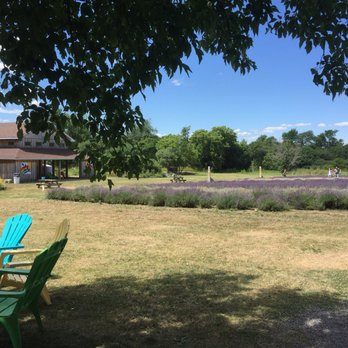 Prince Edward County Lavender - Gift Shops Near Me - Hillier, Ontario