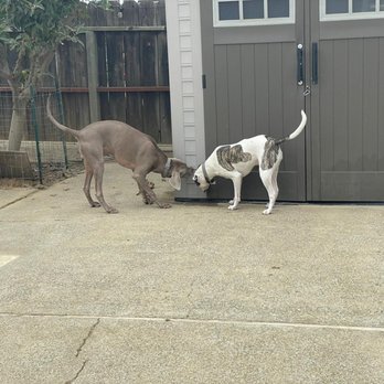 Puppies in Play - Pet Boarding Near Me Puppies in Play - Pet Boarding Near Me