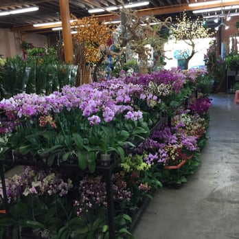 Flora Clay - Florists Near Me - Los Angeles, California Flora Clay - Florists Near Me - Los Angeles, California
