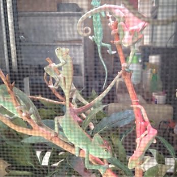 Reptiles Reptropolis - Reptile Shops Near Me - Capistrano Beach, California