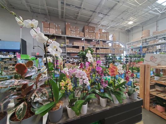 Lowe's Home Improvement by null