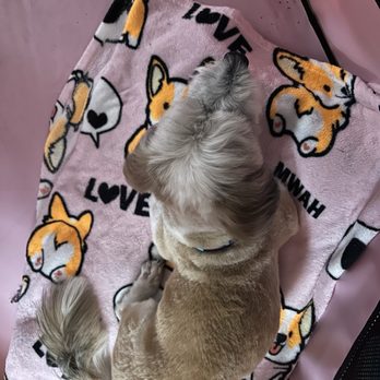 Furologist Dog Spa - Pet Groomers Near Me - San Jose, California