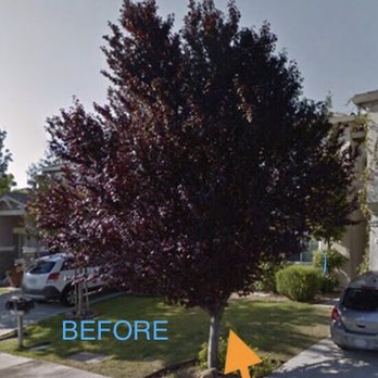 Fast Response Tree Service - Tree Services Near Me - Folsom, California