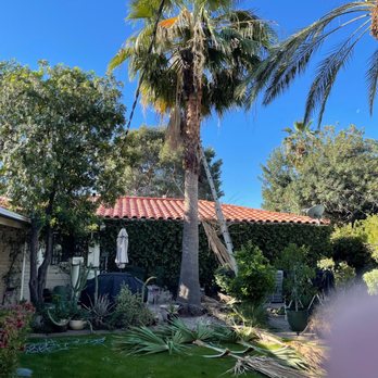Reasonable Tree Service - "Before" picture.of palm tree. - Tree Services Near Me Reasonable Tree Service - "Before" picture.of palm tree. - Tree Services Near Me