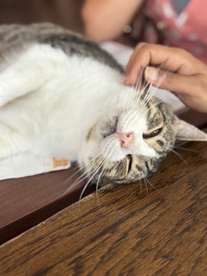 Happy Cat Cafe by null