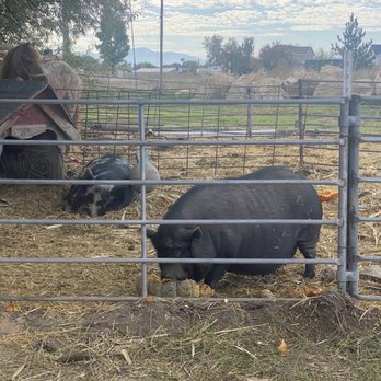 Evans Family Farm - Hogs - Pumpkin Patches Near Me - Lehi, Utah Evans Family Farm - Hogs - Pumpkin Patches Near Me - Lehi, Utah