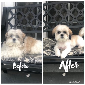 Lina's Dog Grooming - Not exactly what I wanted but still loved it. - Pet Groomers Near Me - Lynwood, California Lina's Dog Grooming - Not exactly what I wanted but still loved it. - Pet Groomers Near Me - Lynwood, California