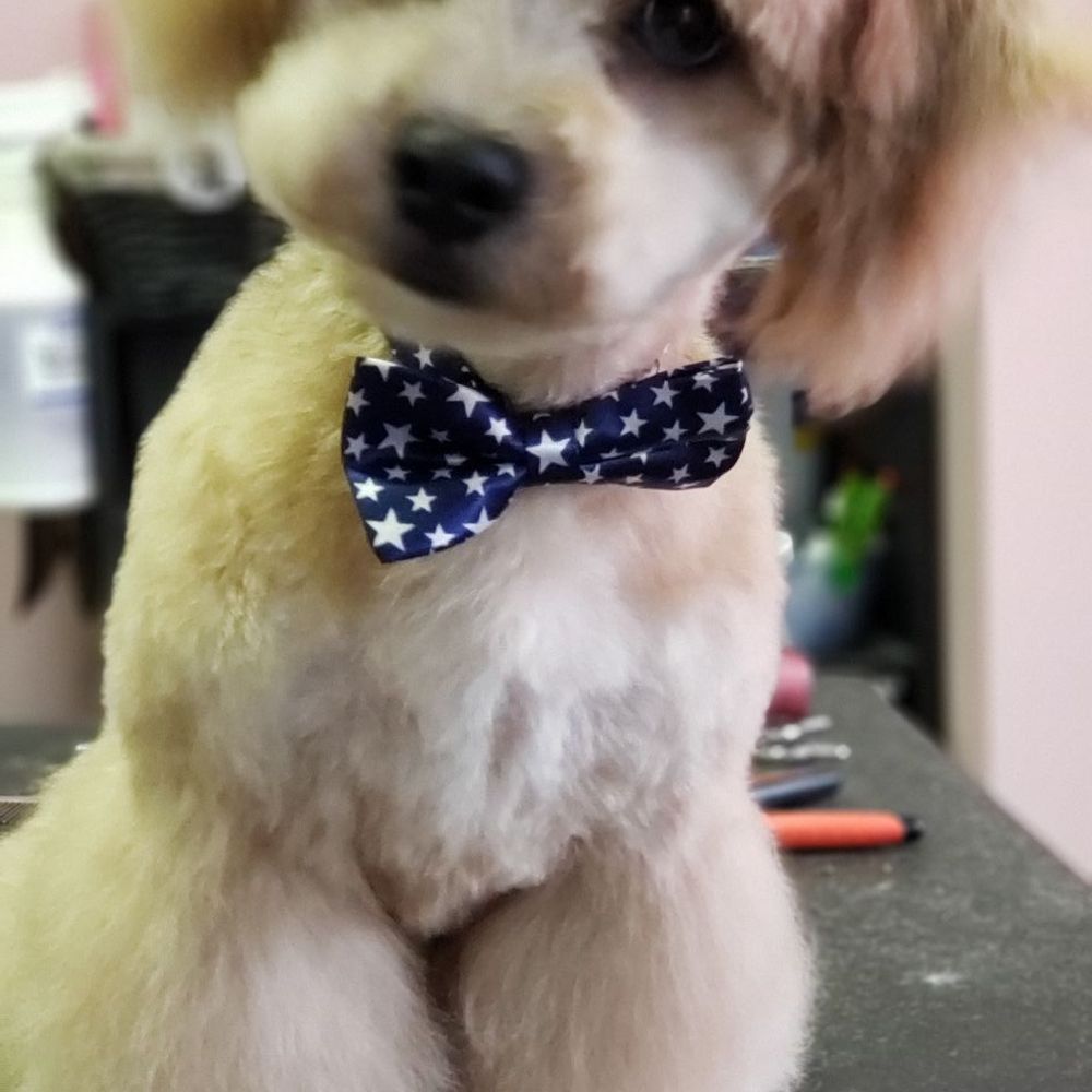 The Pink Poodle - Asher got his big boy haircut! - Pet Groomers Near Me - Allentown, Pennsylvania The Pink Poodle - Asher got his big boy haircut! - Pet Groomers Near Me - Allentown, Pennsylvania