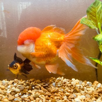 Pet Supplies Plus Oakland - Bog Boi & Pishie - Pet Stores Near Me - Oakland, New Jersey