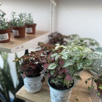 Nodest Home Plants - Home Decor Near Me - Omaha, Nebraska Nodest Home Plants - Home Decor Near Me - Omaha, Nebraska