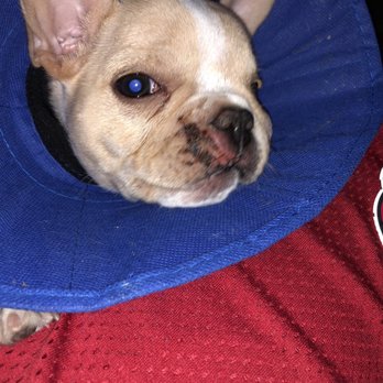 1st Pet Veterinary Centers - This is my poor little guy. I feel so bad and helpless. - Veterinarians Near Me - Mesa, Arizona 1st Pet Veterinary Centers - This is my poor little guy. I feel so bad and helpless. - Veterinarians Near Me - Mesa, Arizona