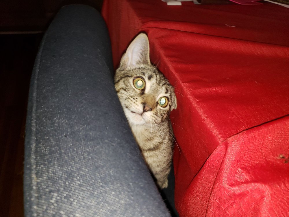 NEW ROCHELLE ANIMAL HOSPITAL Updated April 2024 41 Photos & 42