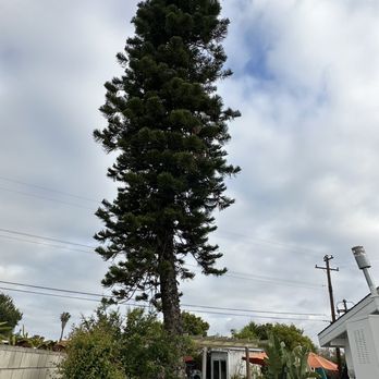 Paez Tree Service - Tree to be removed. - Tree Services Near Me - Anaheim, California