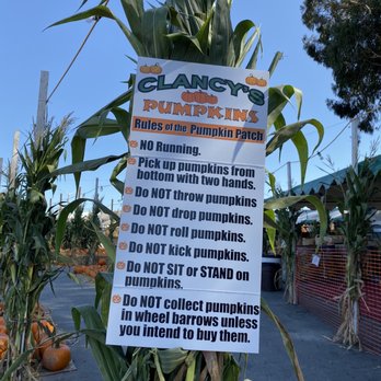 Clancy's Christmas Trees & Pumpkin Patch - The Rules - Christmas Trees Near Me - San Francisco, California