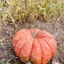Appleland Farm Market