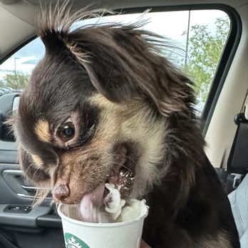 Starbucks - Pup cup... Yummy! - Coffee & Tea Near Me - Henderson, Nevada