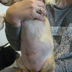 Corbin Animal Hospital