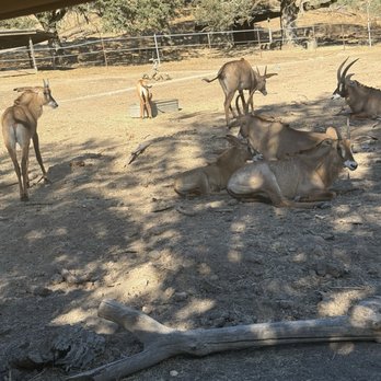 Safari West - Zoos Near Me - Santa Rosa, California Safari West - Zoos Near Me - Santa Rosa, California