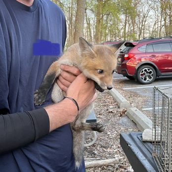 Humane Wildlife Solutions - Wildlife Control Near Me Humane Wildlife Solutions - Wildlife Control Near Me