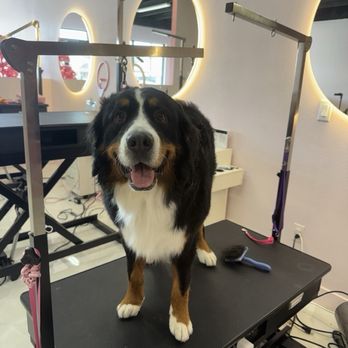 Luscious Paws - Pet Groomers Near Me - Laguna Niguel, California
