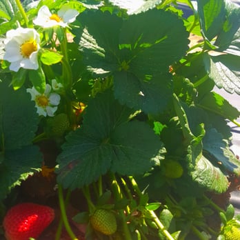 Atkinson Farm - Farmers Market Near Me - Spring, Texas