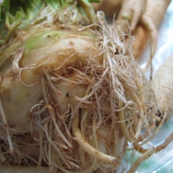 Mariquita Farm - Celery root