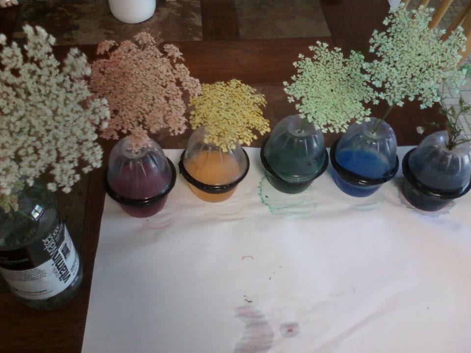 Donnelly's Darlings - childcare center in Chelmsford, MA