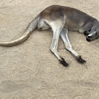 Brevard Zoo - Kangaroo - Zoos Near Me - Melbourne, Florida Brevard Zoo - Kangaroo - Zoos Near Me - Melbourne, Florida