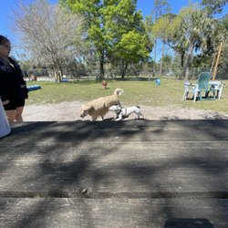 Dog Park - Chiquito found a friend