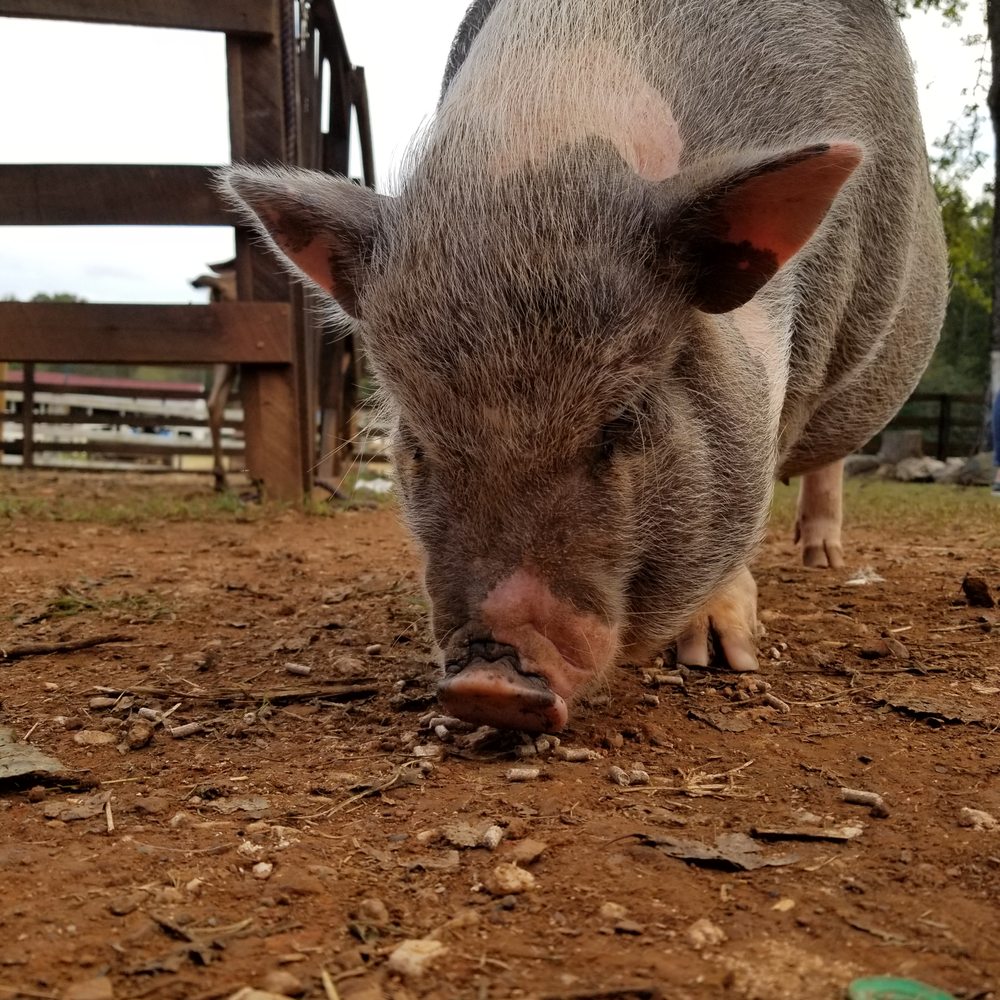 Spring Haven Farm - one of the pigs having a snack - Farms Near Me - Chapel Hill, North Carolina Spring Haven Farm - one of the pigs having a snack - Farms Near Me - Chapel Hill, North Carolina