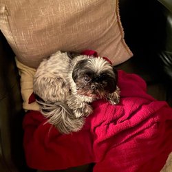 Animal Hospital Of Milledgeville - My little precious baby