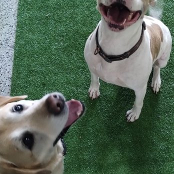 Bed Bath & Biscuits - Pet Boarding Near Me - Gilmer, Texas