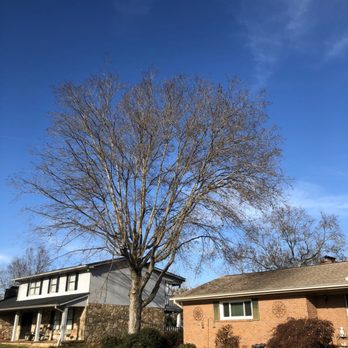 Roberts Tree Service - Befor pruning photo - Tree Services Near Me - Chattanooga, Tennessee Roberts Tree Service - Befor pruning photo - Tree Services Near Me - Chattanooga, Tennessee
