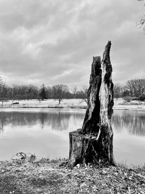 The Morton Arboretum by null