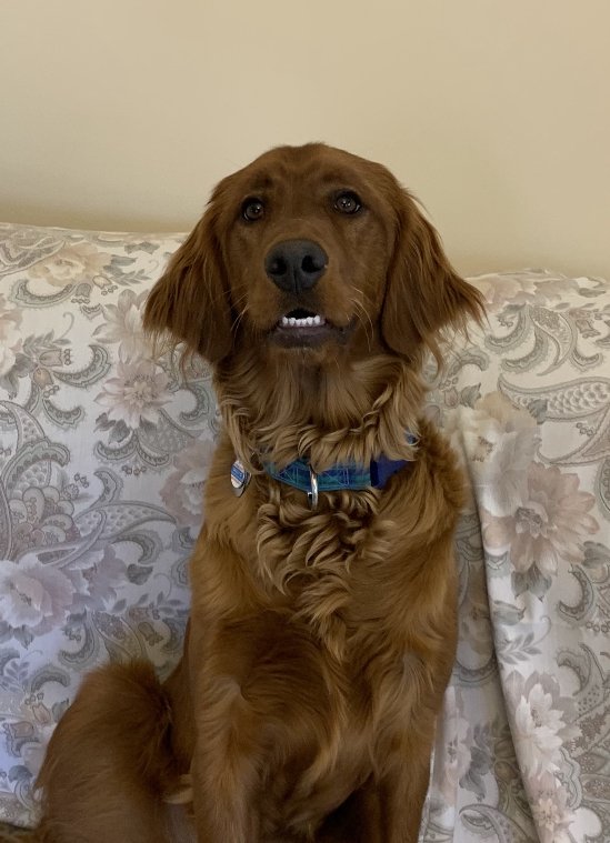 APPLEWOOD BOARDING KENNELS Updated September 2024 164 Frank Lacy Rd