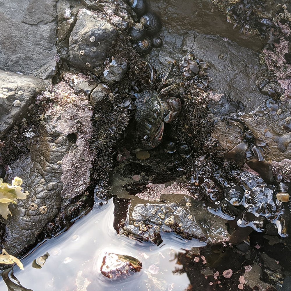 Fitzgerald Marine Reserve - Crab - Parks Near Me - Moss Beach, California
