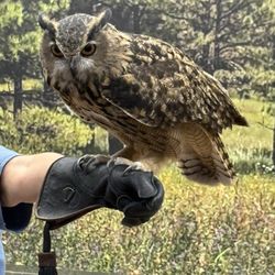 White Mountain Nature Center - This is the owl.