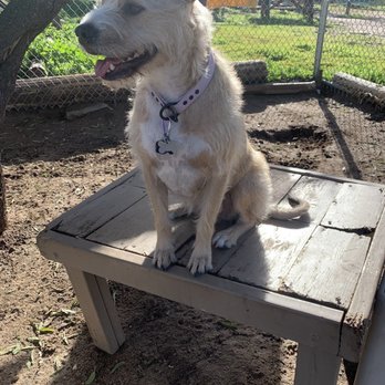 Susan's Bed and Biscuit - Pet Sitting Near Me - Paso Robles, California