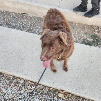 Halo's Star Animal Transport Services - Pet Transportation Near Me Halo's Star Animal Transport Services - Pet Transportation Near Me