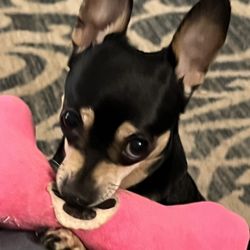 TLC with P.U.P.S. Rescue - Daisy