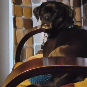 EXTRAordinary Pet Care - Pet Sitting Near Me