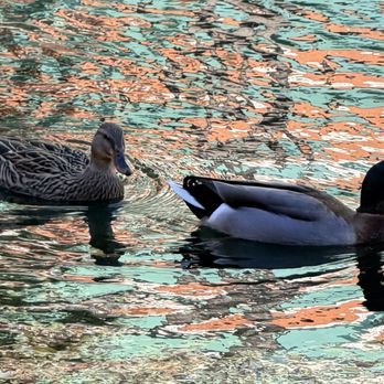 Bricktown River Walk Park - Drake and hen mallards - Parks Near Me - Oklahoma City, Oklahoma Bricktown River Walk Park - Drake and hen mallards - Parks Near Me - Oklahoma City, Oklahoma
