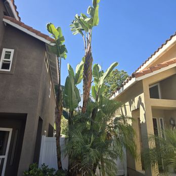 Padilla Tree Service - After - Tree Services Near Me